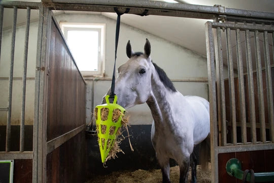 CARROT FUN AND PLAY